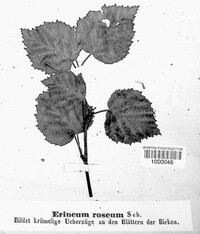 Erineum roseum image